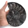 Ammonite Fossile Décoration Naturelle – Spécimen Unique - 1