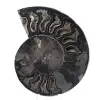 Ammonite Fossile Décoration Naturelle – Spécimen Unique - 0