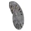 Ammonite Fossile Décoration Naturelle – Spécimen Unique - 2