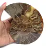 Ammonite Polie Idéale pour Décoration – Fossile Historique - 1