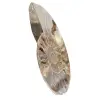 Ammonite Polie Idéale pour Décoration – Fossile Historique - 2