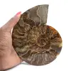 Ammonite Fossile Polie – Authenticité et Harmonie Naturelle - 1