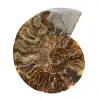 Ammonite Fossile Polie – Authenticité et Harmonie Naturelle - 0