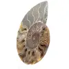 Ammonite Fossile Sciée – Authenticité pour Amateurs de Pierres - 2