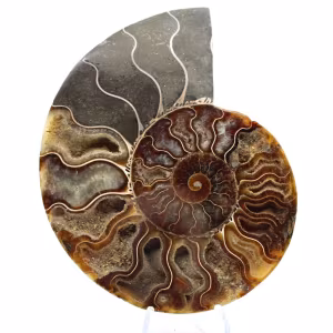 Ammonite Fossile Sciée – Authenticité pour Amateurs de Pierres