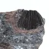 Pyrolusite, Spécimen Authentique sur Matrice - 2