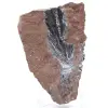 Authentique Pyrolusite en Cristaux sur Matrice - 0