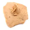 Petite Rose des sables du Maroc : fragment géologique naturel - 2