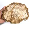 Tranche de Bois Pétrifié de Madagascar - Spécimen de Collection - 0