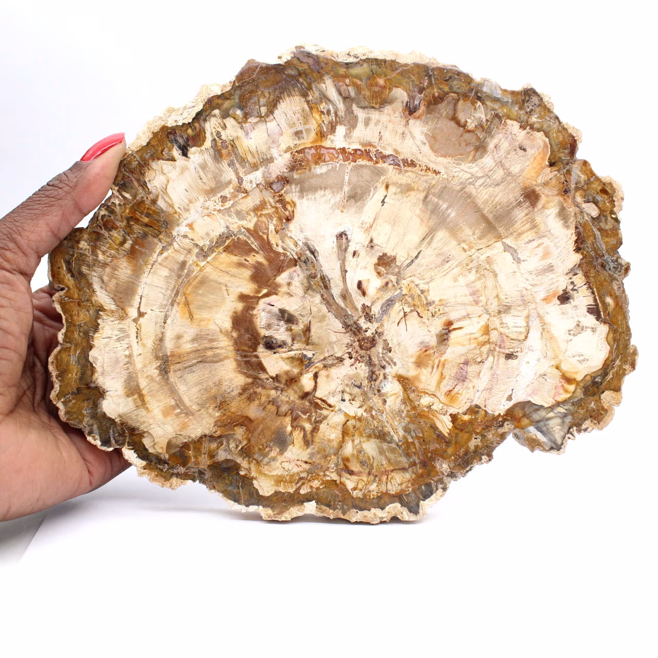 Tranche de Bois Pétrifié de Madagascar - Spécimen de Collection