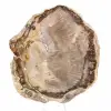 Tranche de Bois Pétrifié Malgache - Esthétisme Minéral - 1