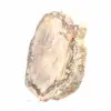 Tranche de Bois Pétrifié Malgache - Esthétisme Minéral - 3