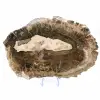 Tranche de Bois Silicifié Allongée - Origine Madagascar - 2