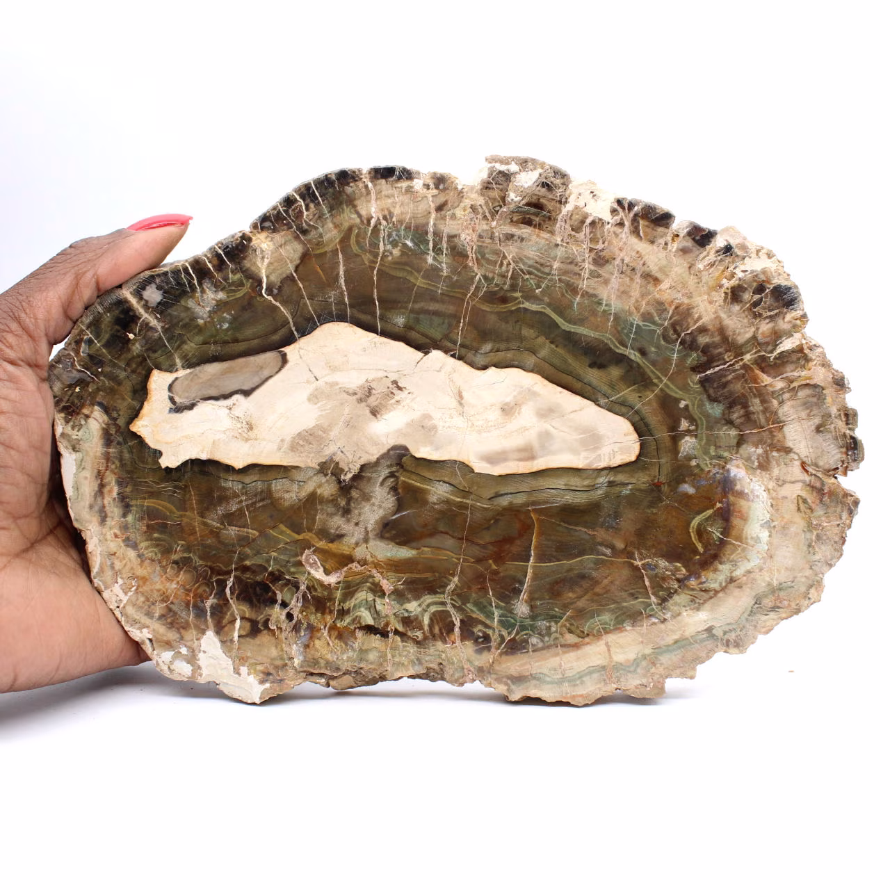 Tranche de Bois Silicifié Allongée - Origine Madagascar