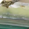 Agate verte en tranche – Spécimen naturel du Brésil 210 g - 2