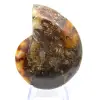 Ammonite de Madagascar à face polie et brute - 0