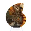Ammonite de Madagascar à face polie et brute - 1