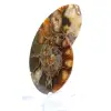 Ammonite de Madagascar à face polie et brute - 2
