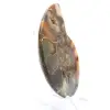 Ammonite de Madagascar à face polie et brute - 3