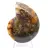 Ammonite de Madagascar à face polie et brute