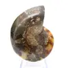 Fossile d'Ammonite polie : Spécimen de collection - 0