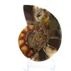 Fossile d'Ammonite polie : Spécimen de collection - 1