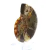 Fossile d'Ammonite polie : Spécimen de collection - 2