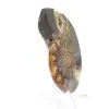 Fossile d'Ammonite polie : Spécimen de collection - 3