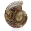 Véritable Ammonite de Mahajanga avec face polie - 0
