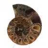 Véritable Ammonite de Mahajanga avec face polie - 1