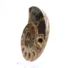 Véritable Ammonite de Mahajanga avec face polie - 2