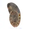Véritable Ammonite de Mahajanga avec face polie - 3