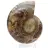 Véritable Ammonite de Mahajanga avec face polie