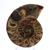 Céphalopode fossile Ammonite : Dualité polie/brute - 1