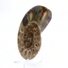 Céphalopode fossile Ammonite : Dualité polie/brute - 2