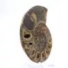 Céphalopode fossile Ammonite : Dualité polie/brute - 3