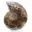 Ammonite polie : Géométrie marine de Madagascar — 1