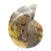 Ammonite naturelle de Madagascar - Pièce de vitrine - 0