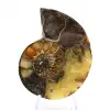 Ammonite naturelle de Madagascar - Pièce de vitrine - 1
