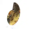 Ammonite naturelle de Madagascar - Pièce de vitrine - 2