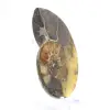 Ammonite naturelle de Madagascar - Pièce de vitrine - 3