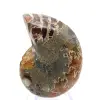 Ammonite de Madagascar : Spécimen de minéralogie - 0