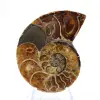 Ammonite de Madagascar : Spécimen de minéralogie - 1