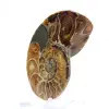 Ammonite de Madagascar : Spécimen de minéralogie - 2