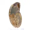 Ammonite de Madagascar : Spécimen de minéralogie - 3
