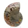 Authentique Ammonite fossilisée : Finition artisanale - 0
