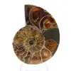 Authentique Ammonite fossilisée : Finition artisanale - 1