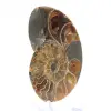 Authentique Ammonite fossilisée : Finition artisanale - 3