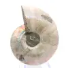 Spécimen d'Ammonite : Entre Terre et Mer - 0