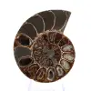 Spécimen d'Ammonite : Entre Terre et Mer - 1